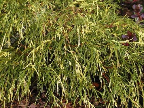 Chamaecyparis pisifera 'Filifera Aureovariegata'